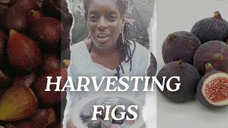 HARVESTING FIGS STEP BY STEP [upl. by Valorie]