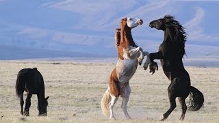 Fighting wild Konik horses demonstrate their power [upl. by Amr297]