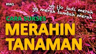 TANAMAN MERAH AQUASCAPE  5 Cara Merahin Tanaman [upl. by Seka]