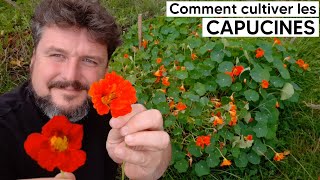 🌼Comment cultiver les CAPUCINES🌼 [upl. by Ttocs]