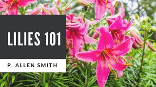 Lilies 101 Care Types and Handling [upl. by Aihsel]