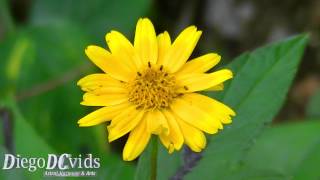 Sphagneticola trilobata Asteraceae Vedélia Wedelia [upl. by Crandale]