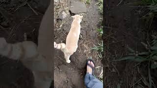 kucing oyen muncak ke gunung [upl. by Norted]