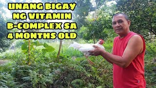 UNANG BIGAY NG VITAMIN BCOMPLEX SA 4 MONTHS OLD  BALERIANS GAMEYARD [upl. by Shanley]