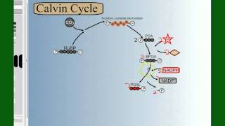 Photosynthesis Part 4 The Calvin Cycle [upl. by Allain]