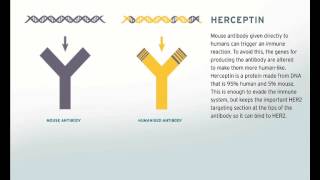 Herceptin  the first monoclonal treatment for cancer [upl. by Yentihw]