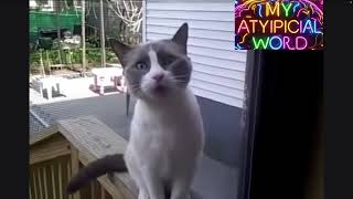 Yelling Cat Pet Voiceover [upl. by Tega627]