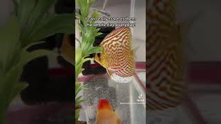 Discus Philippines Blue Diamond Altum Flora and Red Mellon Discus [upl. by Lazes]