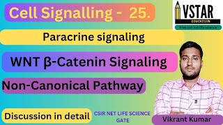 wnt signaling Pathway  wnt non canonical pathway  wnt βCatenine signaling Pathway [upl. by Camp]