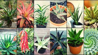 ALOE VERA VARIETIES  Plants Weekly [upl. by Nnaillek]