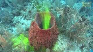 Amazing footage of sponges pumping [upl. by Modesty475]