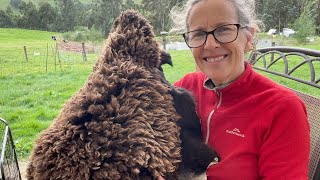 Tanning my First Sheepskin  Permaculture Life [upl. by Ainyt]