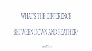 Whats The Difference Between Down and Feather [upl. by Colver]