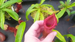 Nepenthes hybrid program December 2017 pt 1 [upl. by Nylyaj]