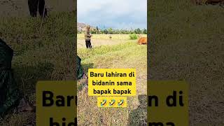 baru lahiran pengembala sapi [upl. by Leavelle]