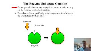 Biochemistry Lecture 8 [upl. by Iadam]