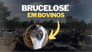 Brucelose tudo que você precisa saber  MV André Simon [upl. by Lerret]