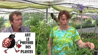 chaine de Jardinage agapanthe Comment faire un Semis Plantes vivaces [upl. by Dorfman839]