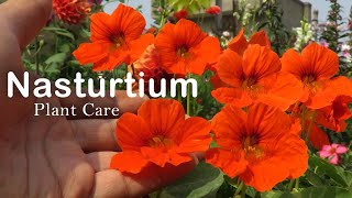 Nasturtium Flower  How to Grow Nasturtium  Nasturtium Plant Care [upl. by Erdman501]