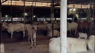 Cows in hathijan village GujaratIndia2024 [upl. by Stoneman633]