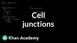 Cell Junctions  Cells  MCAT  Khan Academy [upl. by Mirabel]