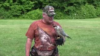 Meet the Gyrfalcon National Bird of Iceland [upl. by Ermanno717]