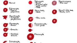 RBC Morphology [upl. by Vivienne650]