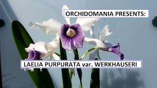 Orchidomania Presents Laelia purpurata var werkhauseri [upl. by Rayna]