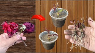 Do not throw away the withered roses The secret to reviving roses with sand [upl. by Lazar]