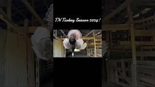 tn turkey szn 2k24 hunting turkeyhunting huntstand [upl. by Worrad739]