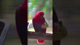 Watch a Female Eclectus Parrot Enjoying her Meal animals birds shorts wildlife parrot eclectus [upl. by Nuahs]