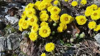 COLTSFOOT and BEES [upl. by Apollus846]