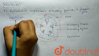 In Aristolochia anomalous secondary growth is present  CLASS 11  ANATOMY OF FLOWERING PLANTS [upl. by Fachanan638]