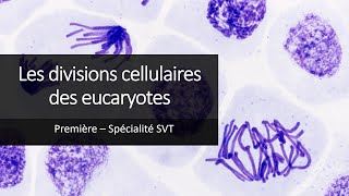 Cours Spé SVT 1eres  Les divisions cellulaires des eucaryotes [upl. by Onabru170]