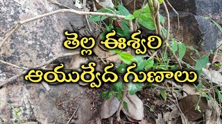 తెల్ల ఈశ్వరి ఆయుర్వేద గుణాలు  Ayurvedic benefits of plant Aristolochia indica  Akula Ayurvedam [upl. by Erdnael]