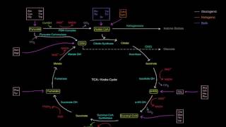 Amino Acid Oxidation Pathways Part 1 of 10  Intro [upl. by Ilke]