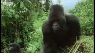 Remembering the first encounter with a silverback gorilla   Attenborough  BBC wildlife [upl. by Aidyl]