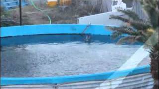 Misty the dolphin at Taiji Dolphin Base left to die alone [upl. by Chelsie599]