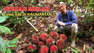 PANEN DURIAN MERAH DI HUTAN KALIMANTAN  Eksplore Hutan Kalimantan [upl. by Urbani291]