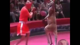 Boxing Kangaroo Attacks On Human In The Street TOP 3 Boxing Kangaroo [upl. by Roselle]