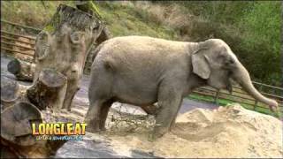 Anne the Elephant Arrives at Longleat Safari Park [upl. by Nnarefinnej570]