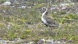 Goldregenpfeifer  Pluviers dorés  Golden Plovers Heilo  Batsfjord [upl. by Kaazi]