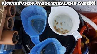 Vatoz Vlog 46 Akvaryumda Vatoz Yakalama Taktiği [upl. by Siugram]