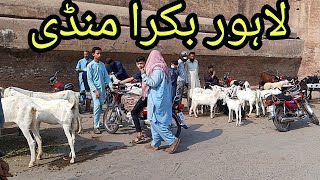 Bakra Mandi Shalimar Sunday update Lahore Pakistan [upl. by Keene]