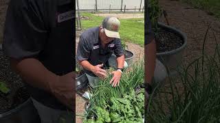 BUNCHING ONIONS The EASY Way To Grow Onions growyourownfood growhoss [upl. by Ardni]