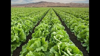 Harvesting Iceberg Lettuce [upl. by Leay]