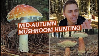 MidAutumn Mushroom Hunting [upl. by Adonis]