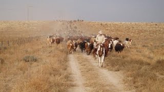 Chico Basin Ranch A Unique Brand [upl. by Ecidnarb274]