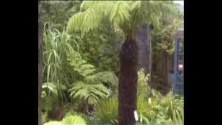 Dicksonia Antarctica and Cyathea Cooperi fernery [upl. by Yekcaj881]