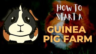 How To Start A Guinea Pig Farm [upl. by Yart]